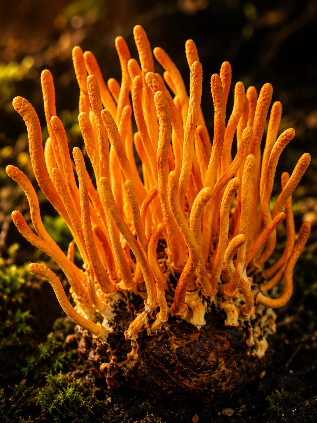 Cordyceps