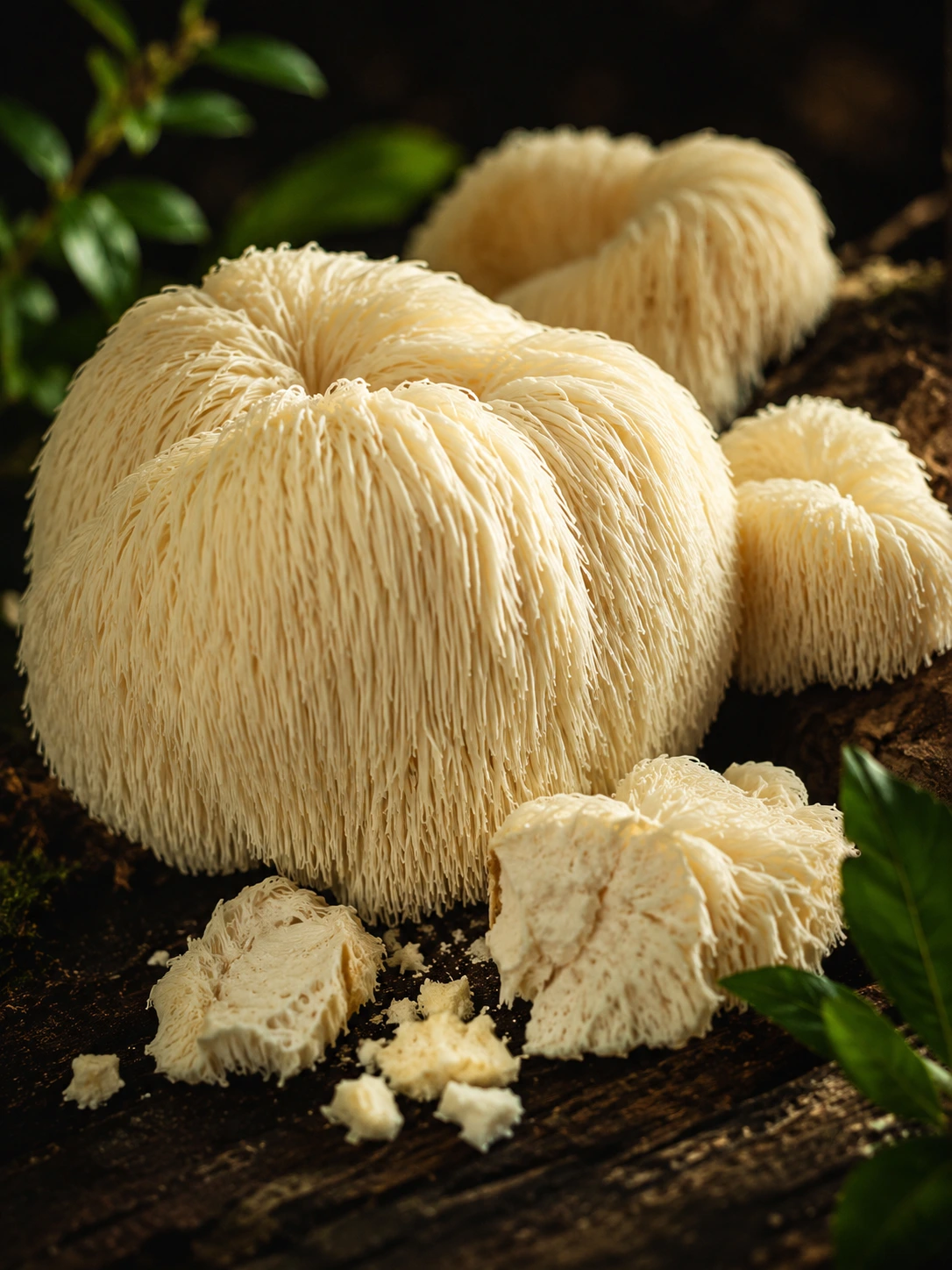 Lion's Mane
